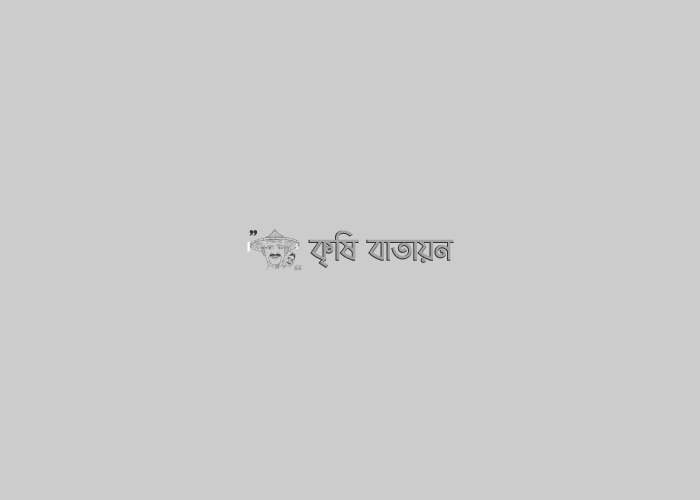 কেচোঁ কম্পোস্ট (ভার্মি কম্পোস্ট)